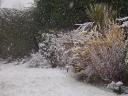 Snowy Garden