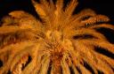 Jaffa Palm Tree