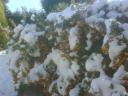 Snowy bush
