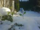 Snowy planter