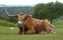 Bevo