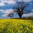 British Countryside
