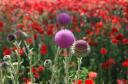 Segovia thistles